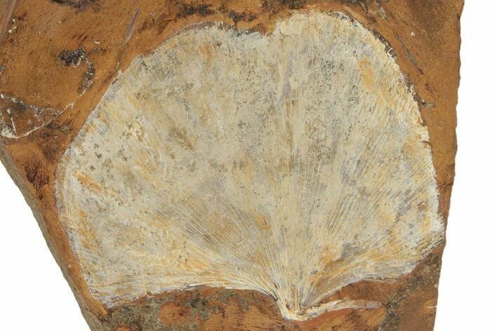 Fossil Ginkgo Leaf From North Dakota - Paleocene #188931